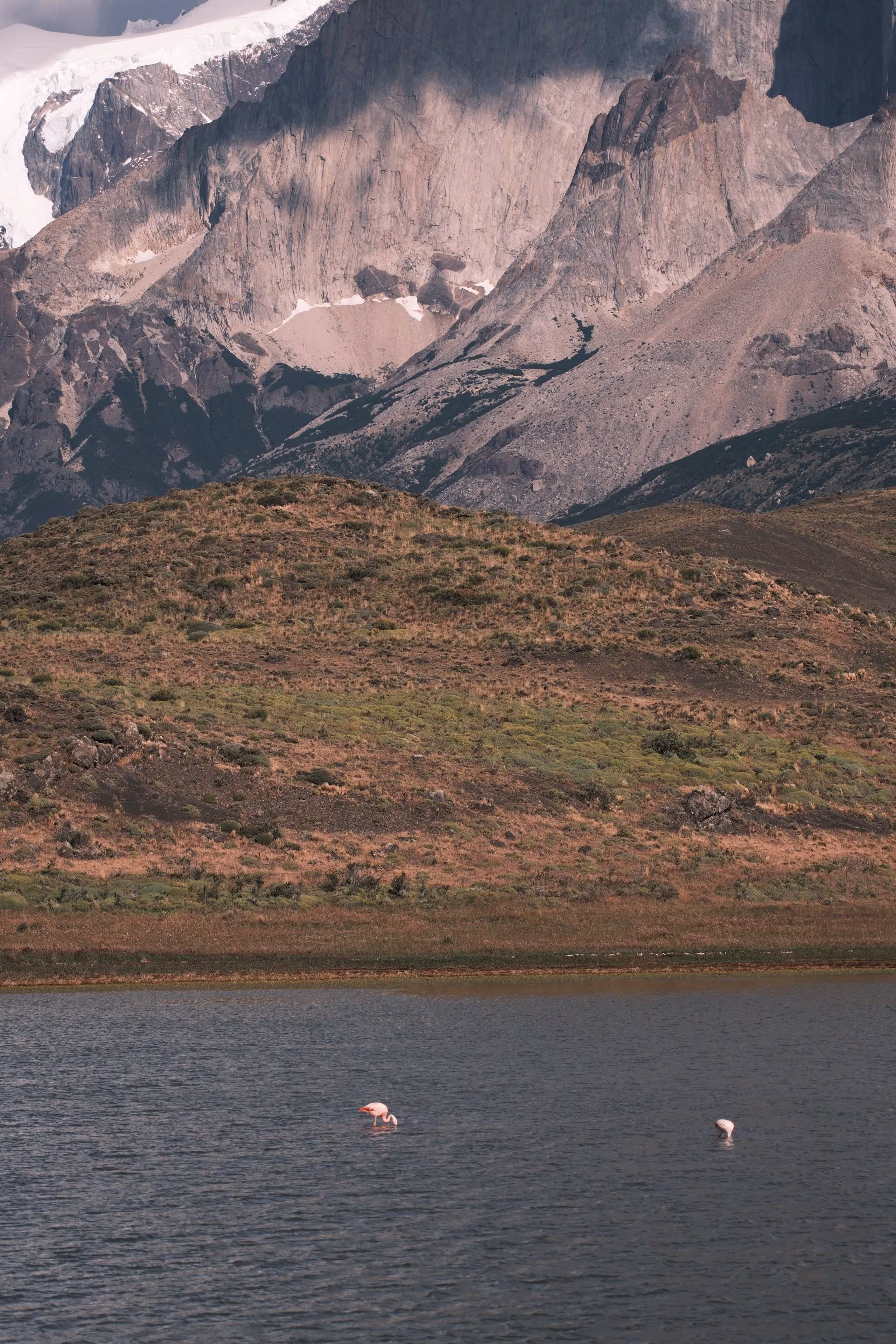 Flamingos in Laguna Amarga