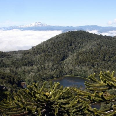 Araucania