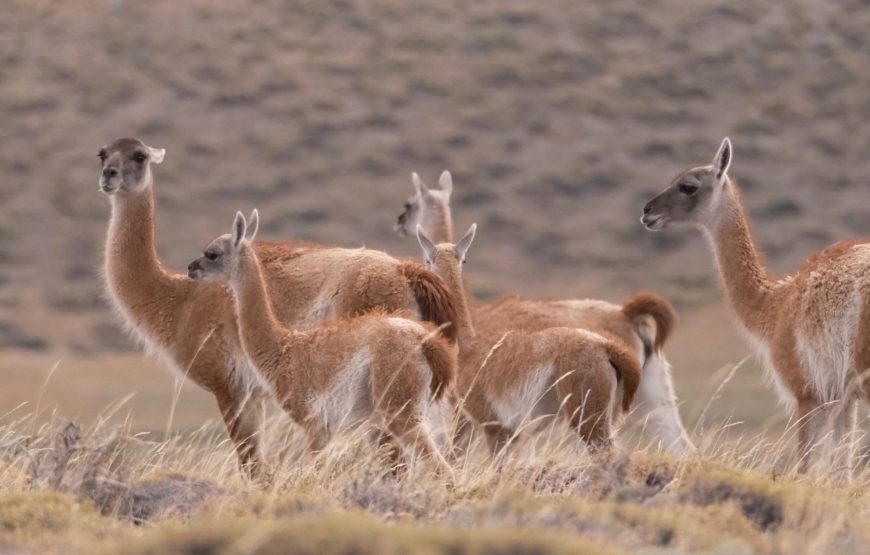 Torres del Paine Highlights: The Private 4-Day Experience