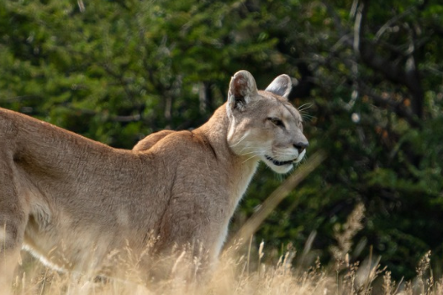 Puma Tracking Torres del Paine