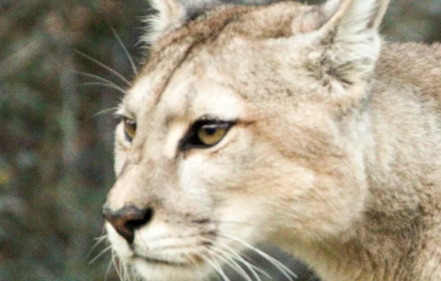 Puma Tracking in Torres del Paine: 3 Days Adventure
