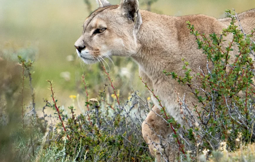 Puma Tracking in Torres del Paine: 3 Days Adventure