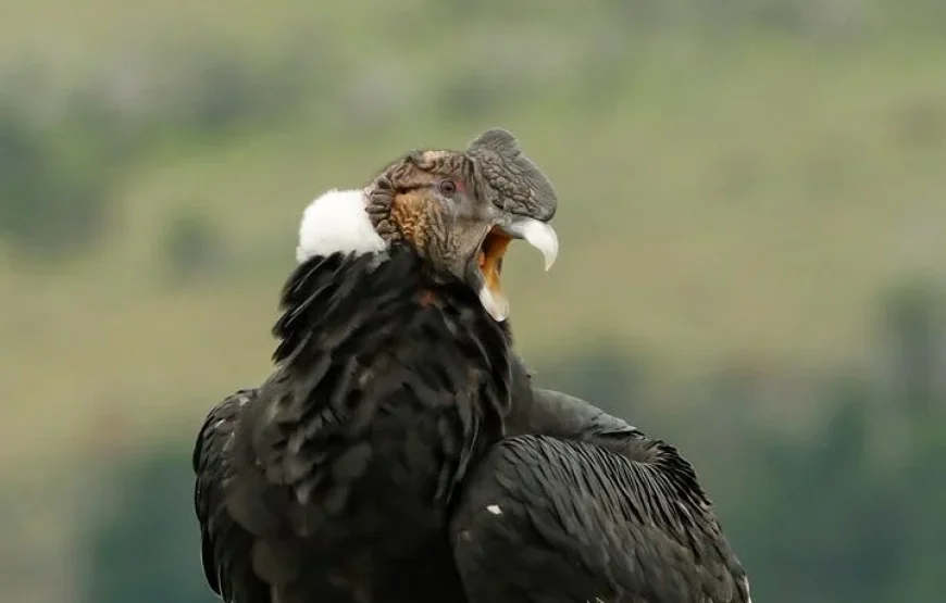 Full Day – Rock Climbing in Puerto Natales