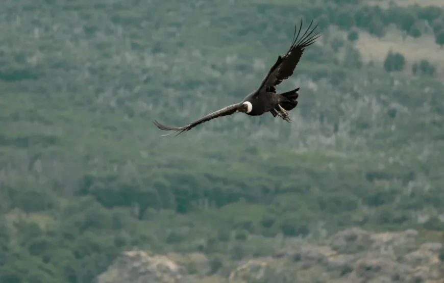 Full Day – Rock Climbing in Puerto Natales