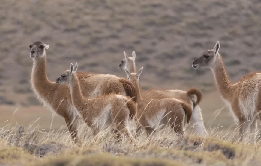 Guardians of the Southern Light: Torres del Paine Photography Tour