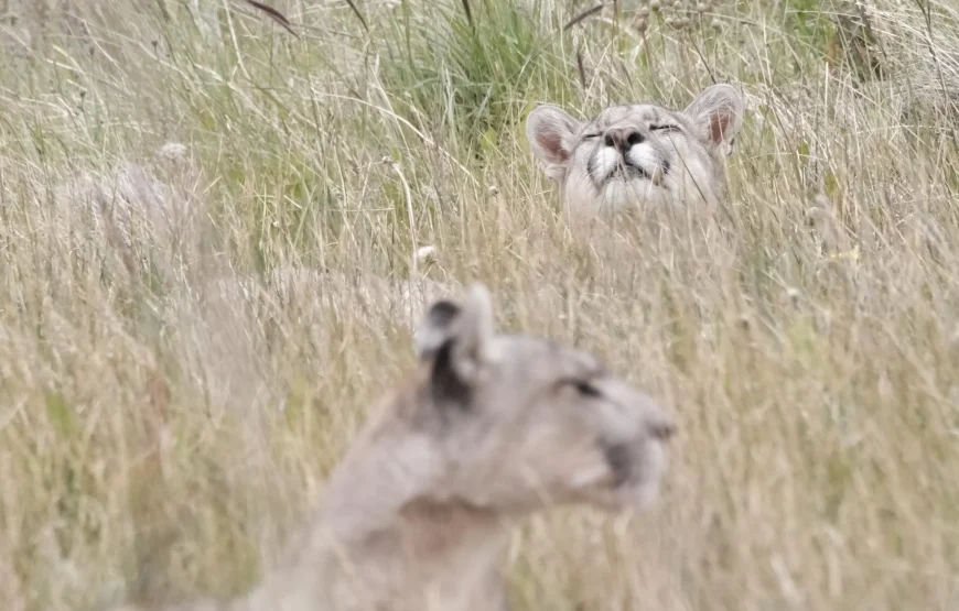 Puma Tracking in Torres del Paine: 3 Days Adventure